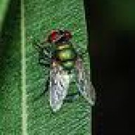 chrysomia albiceps