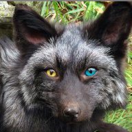 SilverFox