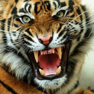 Mr.Tiger