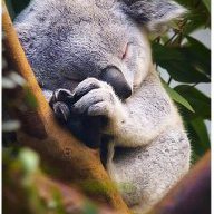 koala34