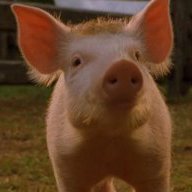 Babe.cerdito valiente