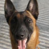 jaco_malinois