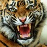 Mr.Tiger