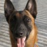 jaco_malinois