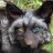 SilverFox