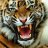 Mr.Tiger