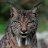 Lynx