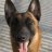 jaco_malinois