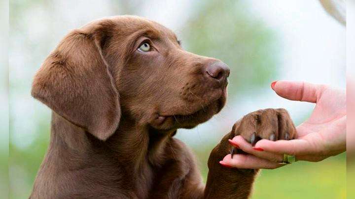 desafiopsicotecnicos.com