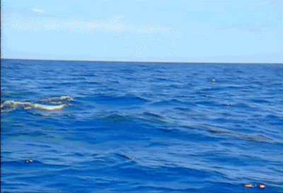 tumblr_o5qt6puKKs1sqz6s1o1_400.gif