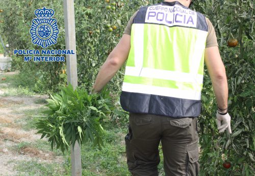 La Policía Nacional desmantela un invernadero con plantas de marihuana camufladas entre tomateras