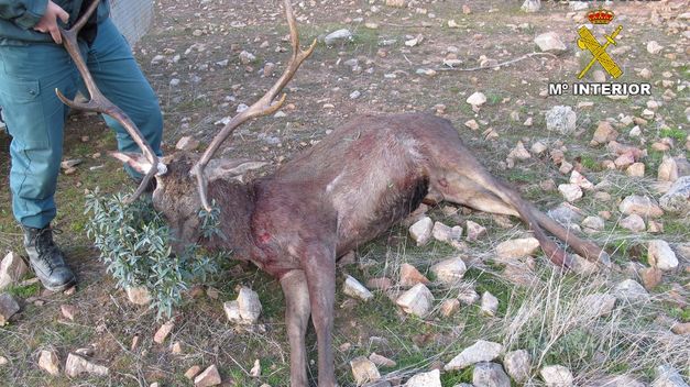 Cór – La Guardia Civil culmina la Operación ‘Sierra’ con más de 1.000 actuaciones contra la caza furtiva