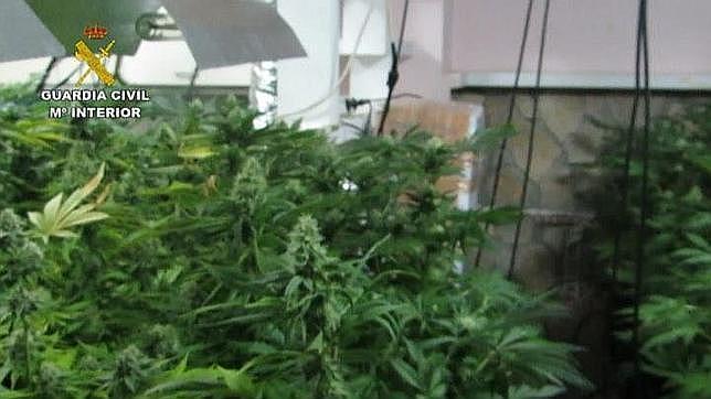 Val – Ocupa un piso en obras sin permiso del dueño y monta una plantación de marihuana
