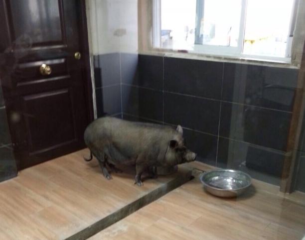 La Policía Local de Paterna captura a un cerdo vietnamita de 45 kilos en la huerta