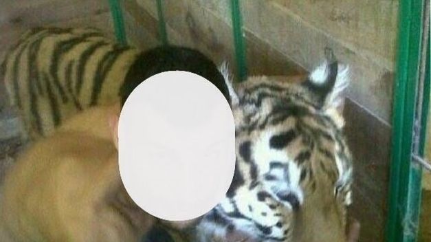 Fiscalía denuncia por maltrato animal al propietario de una tigresa en Cangas de Onís