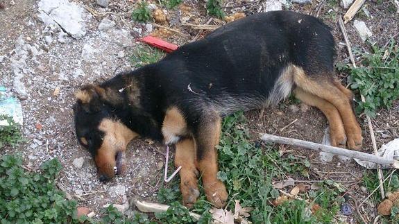 Gran – Alarma en Purullena por un posible caso de envenenamiento masivo de perros