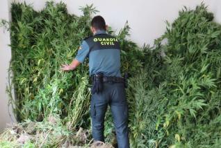 La Guardia Civil desmantela en Salvaterra una plantación de 1.200 plantas de cannabis