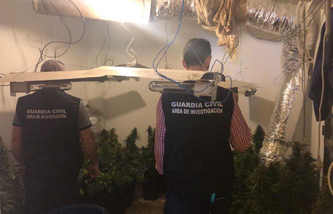 La Guardia Civil interviene 570 plantas de marihuana
