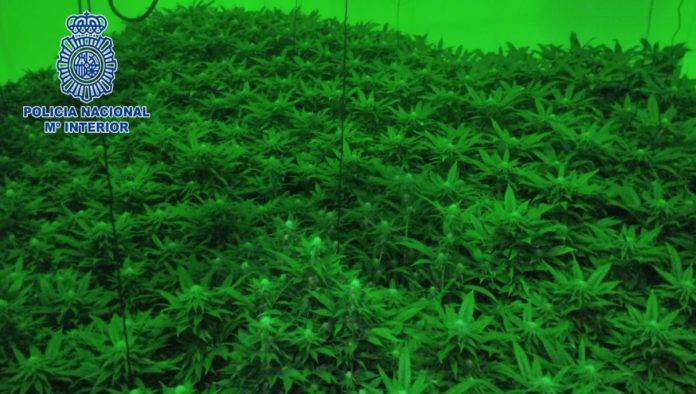 Cultivando Innovación: La Plantación de Marihuana en Sangonera la Verde